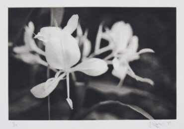White Ginger by Jonathan Higgins at Manneken Press (IFPDA)