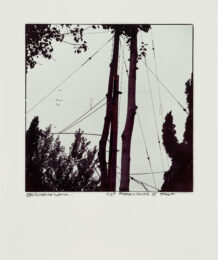 Wires And Trees by Robert Rauschenberg at Graphicstudio