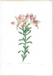 Alstroemeria Pelegrina by Pierre-Joseph Redouté at Sylvan Cole Gallery