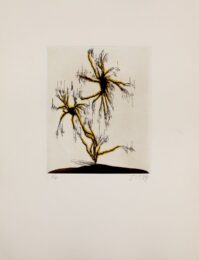 Anzuras by Zush / Evru at Sylvan Cole Gallery