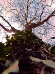 Arbol by Margarita Bohórquez at Sylvan Cole Gallery