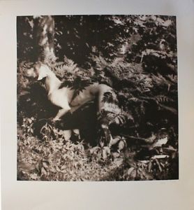 Bird Dog Suite by William Wegman