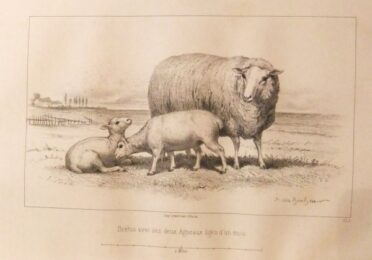 Considérations Sur Les Bêtes à Laine Au Milieu De Xixe Siècle, Et Notice Sur La Race De La Charmoise by Rosa Bonheur at Sylvan Cole Gallery