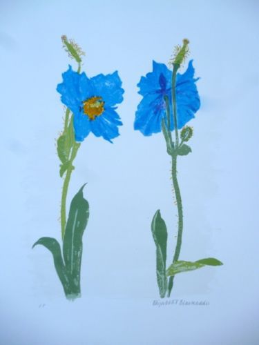 Meconopsis by Elizabeth Blackadder