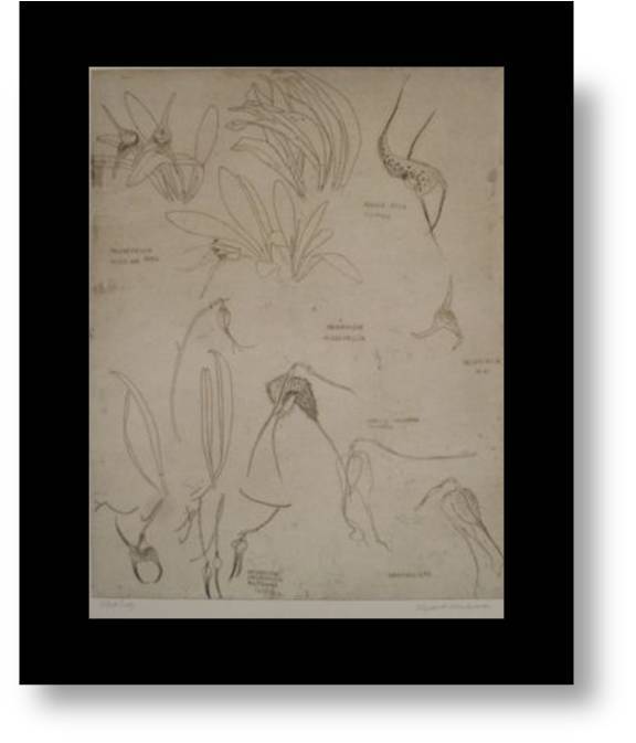 Orchidaceae-masdevalia by Elizabeth Blackadder