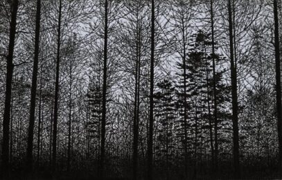 Forest (purple) by Tokuro Sakamoto at KIDO Press