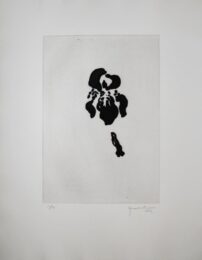Iris Negre V / Black Iris V by Joan Hernandez Pijuan at Sylvan Cole Gallery