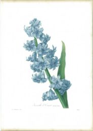 Jacinthe D’orient (variété Bleue) by Pierre-Joseph Redouté at Sylvan Cole Gallery