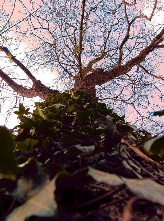 Arbol by Margarita Bohórquez