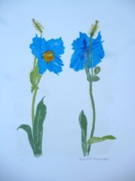 Meconopsis by Elizabeth Blackadder at Pomegranate Fine Art
