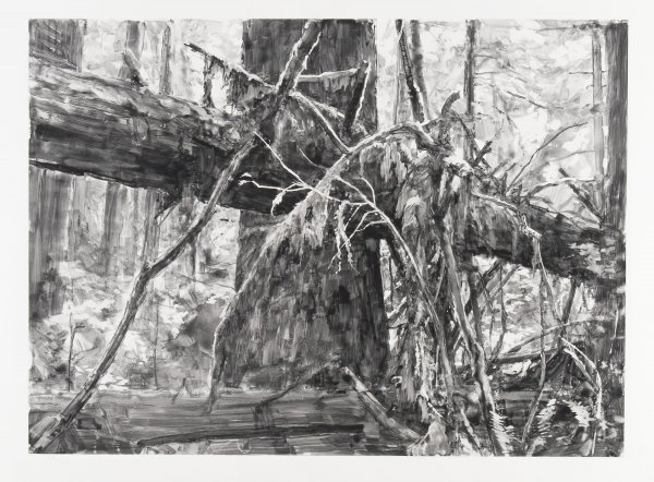 Lake Quinalt Deadfall by Michael Kareken