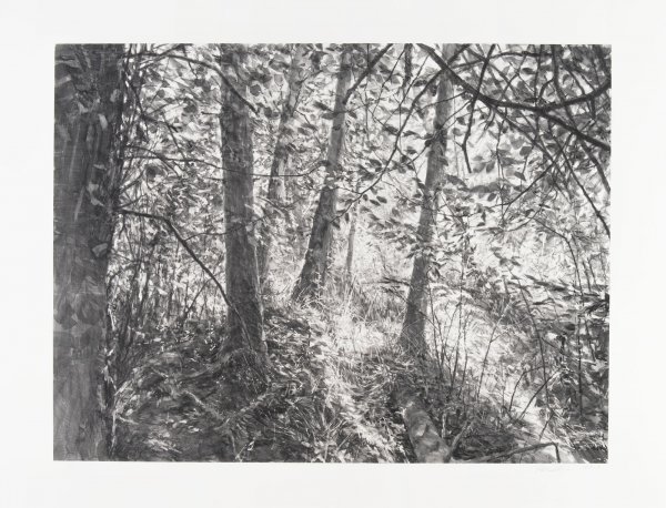 Lopez Island Trees Ii by Michael Kareken