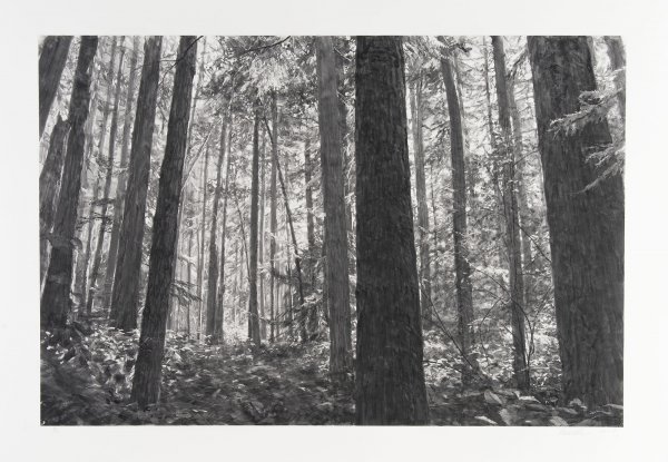 Trees Near Shark Reef by Michael Kareken