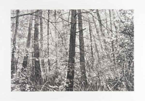 Trees Near Shark Reef Iii by Michael Kareken