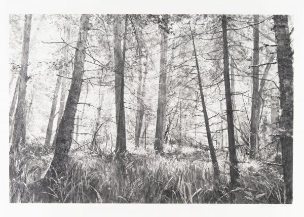 Trees Near Shark Reef Ii by Michael Kareken