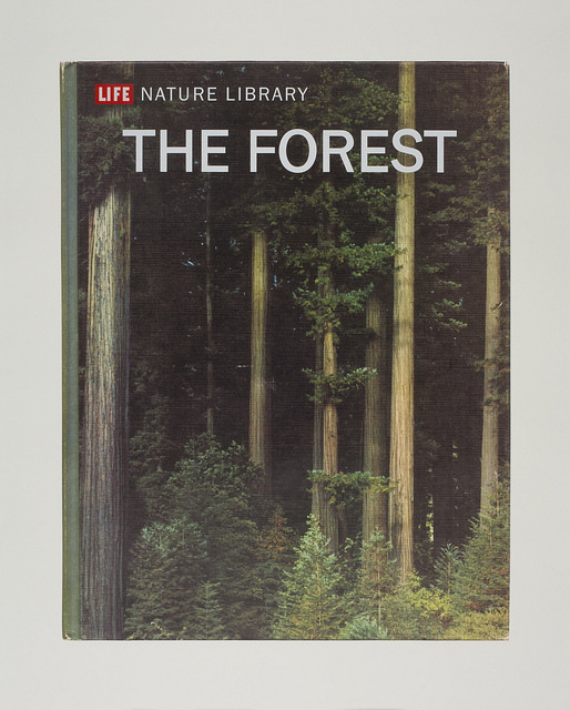 The Forest by Mungo Thomson