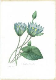 Nymphæa Cærulea by Pierre-Joseph Redouté at Sylvan Cole Gallery
