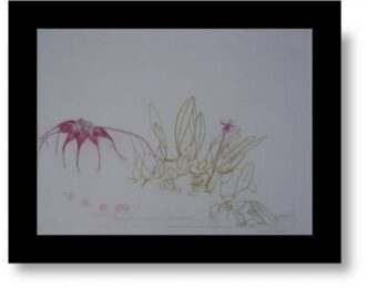Orchidaceae-bulbophyllum Rothschildianum by Elizabeth Blackadder at Pomegranate Fine Art