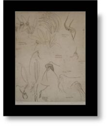 Orchidaceae-masdevalia by Elizabeth Blackadder at Pomegranate Fine Art