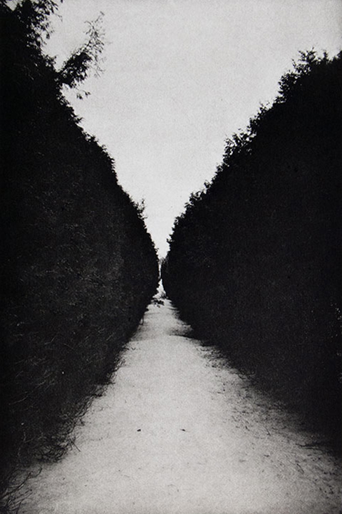 Allee 2 by Philip Van Keuren