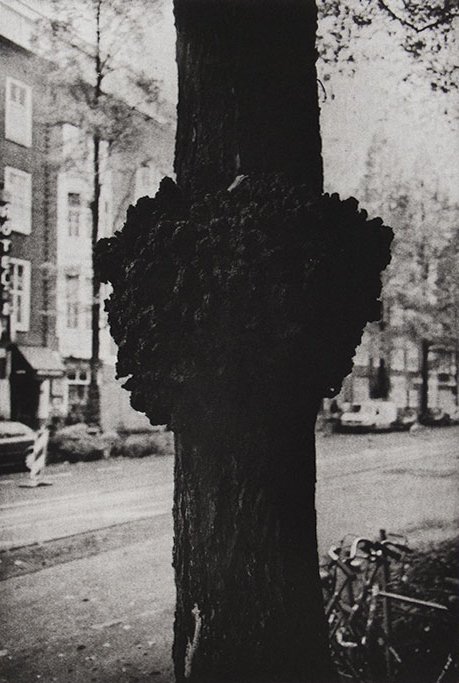 Gall by Philip Van Keuren