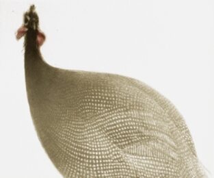 Pintade Ii by Mikio Watanabe at ebo Gallery