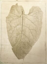 Rhubarb 2017 by Nancy Azara at VanDeb Editions