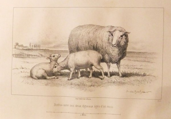 Considérations Sur Les Bêtes à Laine Au Milieu De Xixe Siècle, Et Notice Sur La Race De La Charmoise by Rosa Bonheur