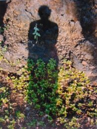 Shadows Ii by Joy Jacobs at Michael Lisi/Contemporary Art