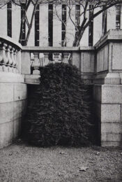 Shrub II by Philip Van Keuren at Manneken Press (IFPDA)