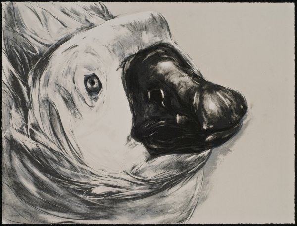 Pablo by Steve Johnson