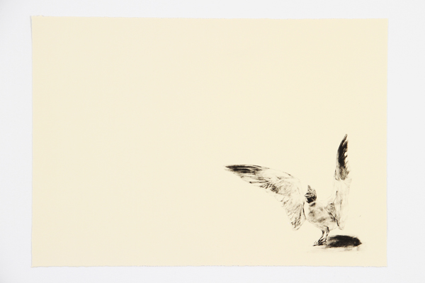 Squawk by Steve Johnson