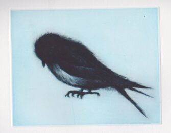 Swallow by Tomoko Konoike at KIDO Press