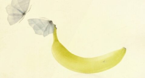 Une Banane by Mikio Watanabe at ebo Gallery