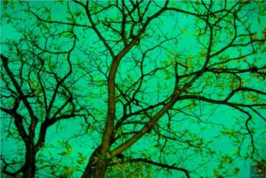 Verde by Margarita Bohórquez at Sylvan Cole Gallery