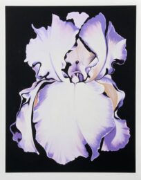 White Iris On Black by Lowell Nesbitt at RoGallery