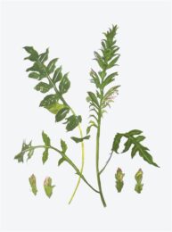 Wild Flower by Elizabeth Blackadder at Pomegranate Fine Art