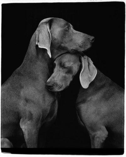 Friends by William Wegman at
