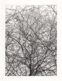 Winter Pattern by Richard Sloat at ebo Gallery