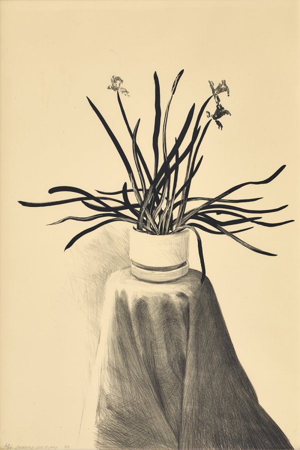 Potted Daffodils by David Hockney