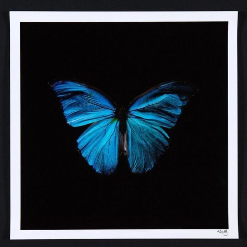 Swarm (set Of 4) by Alexander Hamilton