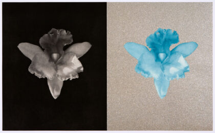 Tampa Orchid by Robert Mapplethorpe at Graphicstudio