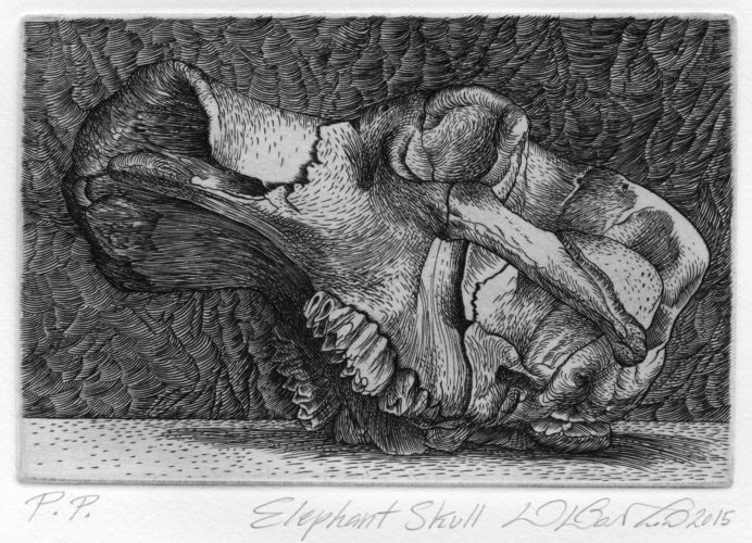 Elephant Skull by David Barthold at