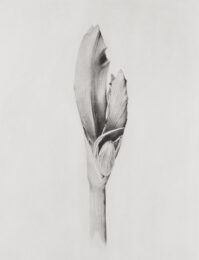 Amaryllis by Joanna Webster at Oehme Graphics