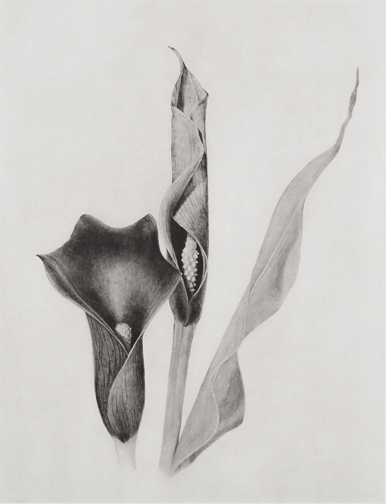 Calla by Joanna Webster
