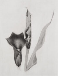 Calla by Joanna Webster at Oehme Graphics