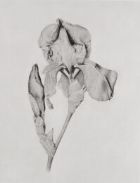 Iris by Joanna Webster at Oehme Graphics
