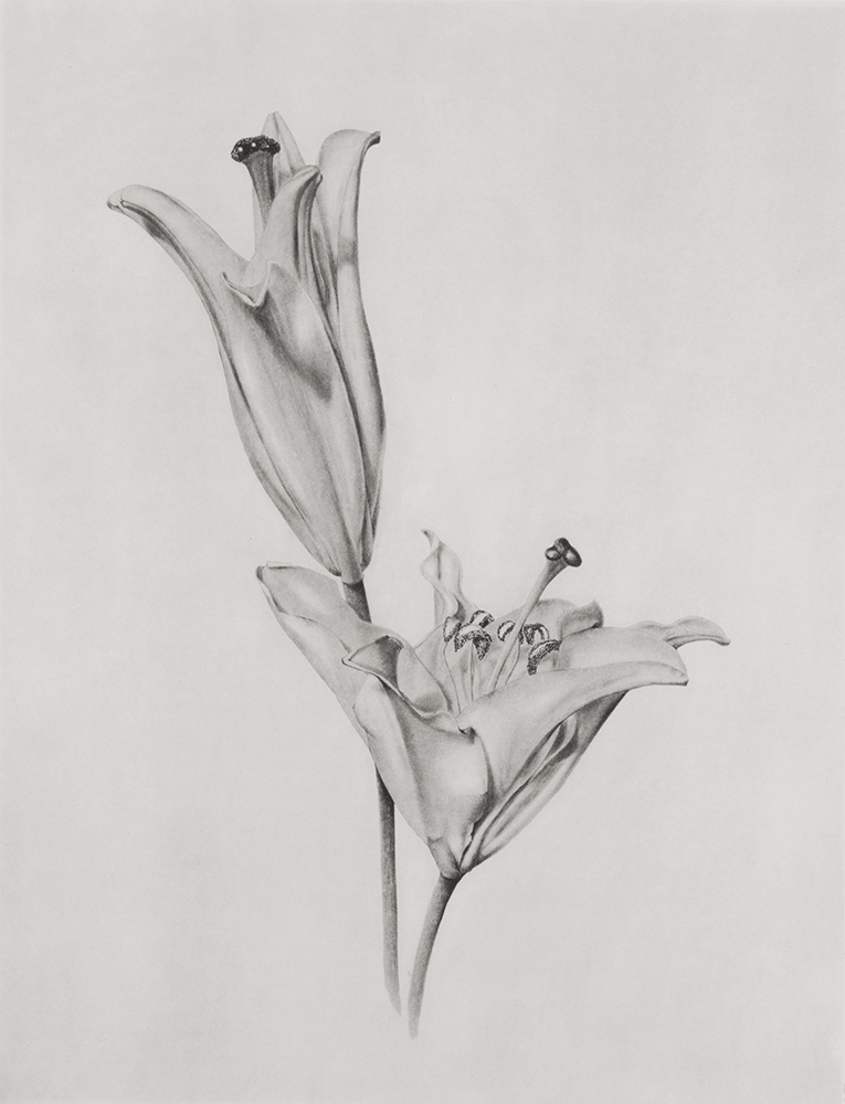 Lilium by Joanna Webster