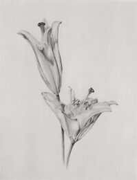Lilium by Joanna Webster at Oehme Graphics