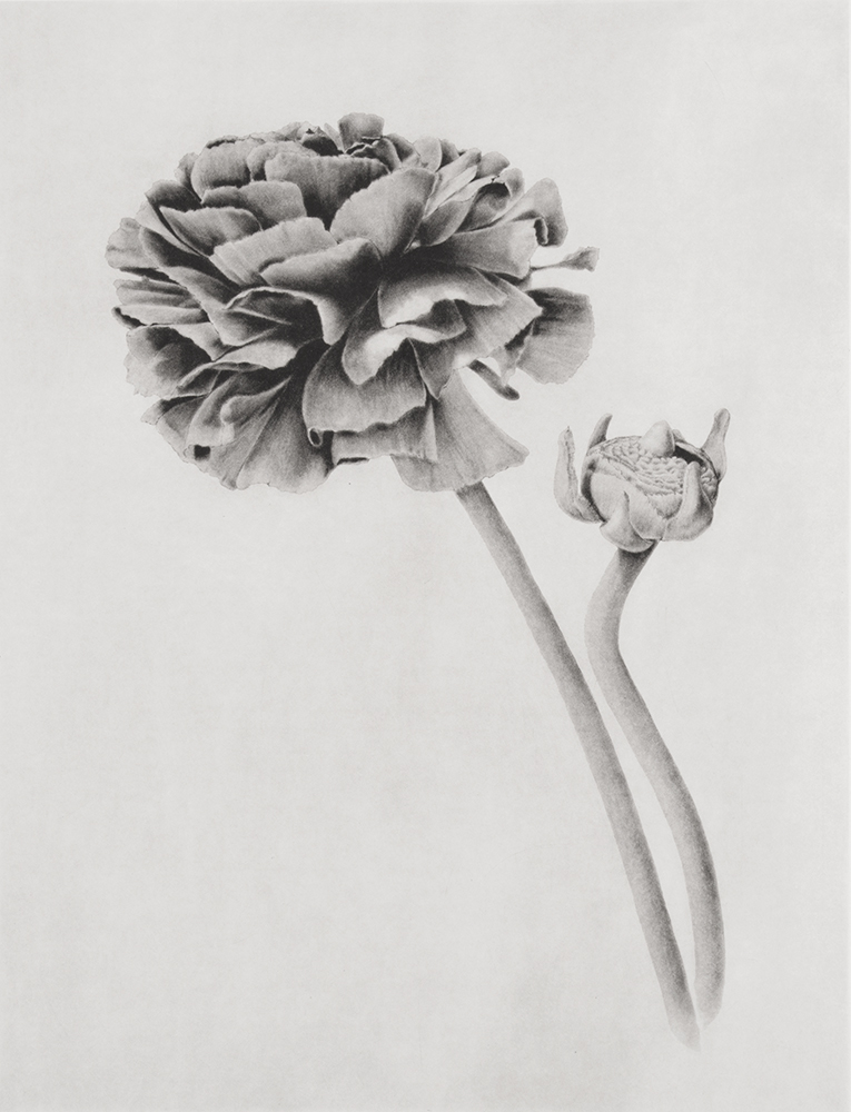 Ranunculus by Joanna Webster